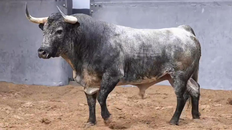 El toro de Rehuelga reseñado para la Corrida Concurso de Las Ventas