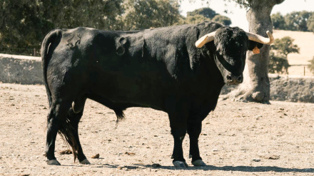 Los toros para la reaparición por un día de César Jiménez en Arenas de San Pedro