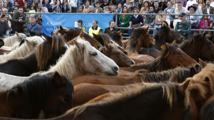 Llegada de los caballos desde los montes hasta el recinto ferial de Mondoñedo para participar en la tradicional feria de As San Lucas