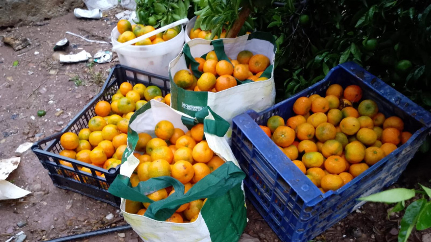 Cítricos recogidos de robos en la Plana Baixa