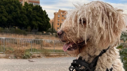 ¿Tu perro no para de ladrar? Descubre cómo un adiestrador cambió la vida de Tristán y su familia