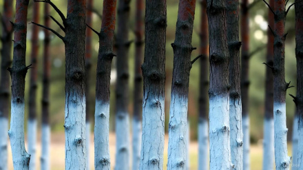 Es una imagen familiar en muchas zonas rurales y urbanizaciones de climas cálidos: hileras de árboles cuyos troncos lucen una capa de pintura blanca