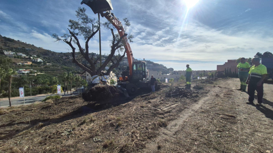 Se da un nuevo hogar a unos veinte olivos centenarios en Almuñécar