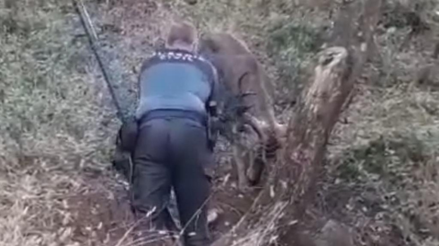 La Guardia Civil libera a un ciervo atrapado en el entorno del Poblado de Los Hurones