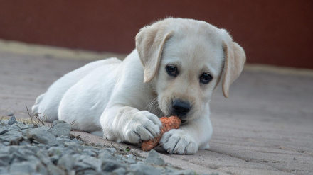 Un adiestrador desvela la clave para que tu perro no coma nada del suelo