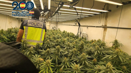 Plantación marihuana