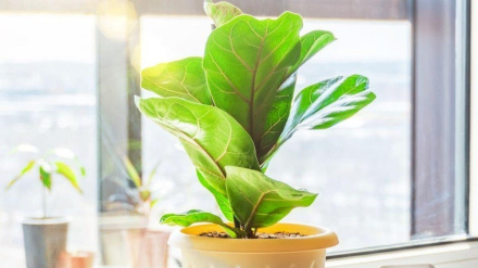 Plantas que ayudan a reducir la humedad en el hogar