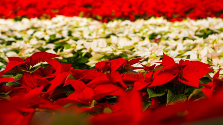 El color de la Navidad inunda Motril con 11.500 pascueros de producción propia