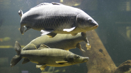 Acuario del Centro de Acuicultura Vegas del Guadiana