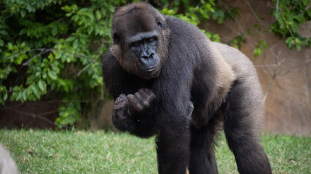 Histórico nacimiento de un gorila de llanura en Bioparc Fuengirola ante la mirada de los visitantes
