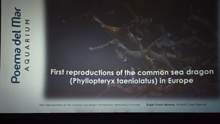 Poema del Mar participa en el cuarto Simposio Internacional del cuidado de Dragones de Mar