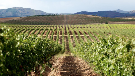 Guadalajara encierra un rico patrimonio etnográfico relacionado con la cultura del vino