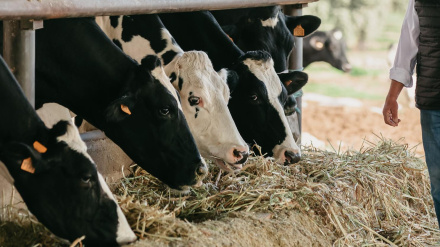 Francisco Eugenio Sánchez, ganadero de vacuno de leche de COVAP