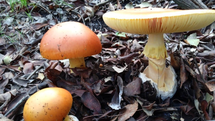 Guillermo Guerrero, presidente Asociación Micológica y Botánica Los Alcornocales Benalup-Casas Viejas