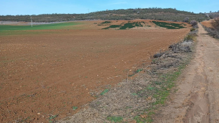 Cultivos devorados por los conejos