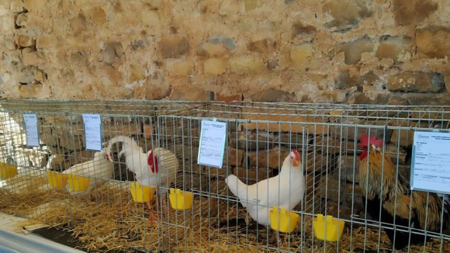 Gallina del Sobrarbe