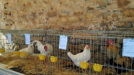 Gallina del Sobrarbe