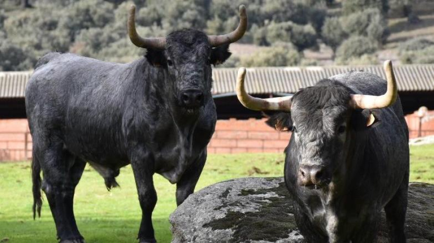 Dos de los toros de José Escolar reseñados para Ceret
