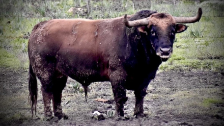 Cantarillo, el primer toro de La Palmosilla reseñado para los Sanfermines de 2026