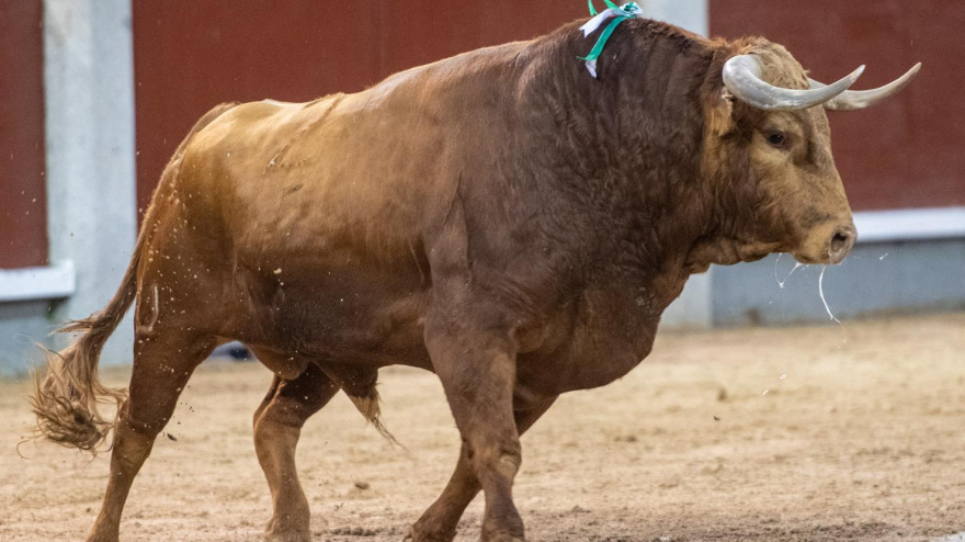 'Brigadier', de Pedraza de Yeltes, premiado por la Asociación El Toro de Madrid