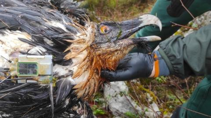 Centenario, el quebrantahuesos que ha muerto envenenado en Picos de Europa