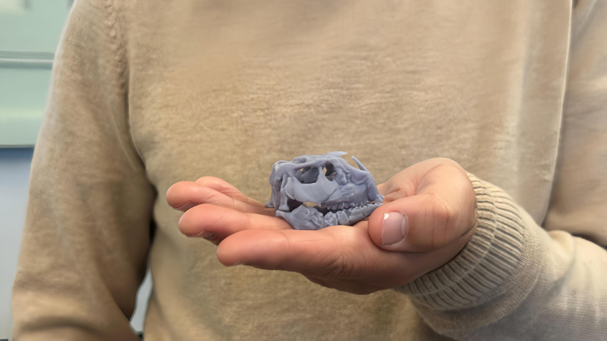 Descubren el dinosaurio más pequeño del mundo en Burgos: así es la nueva especie hallada en la Sierra de la Demanda