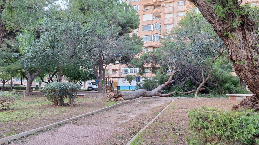 Caída de un árbol en Cartagena este jueves