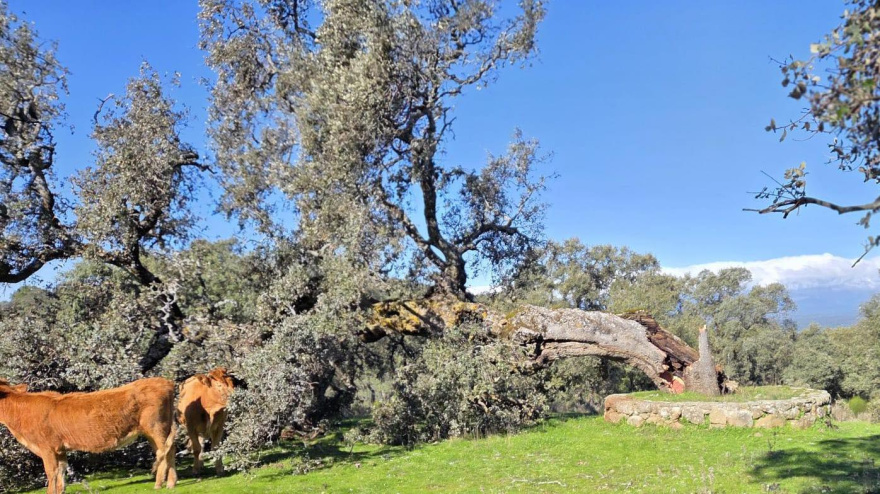Encina con más de 300 años de antigüedad