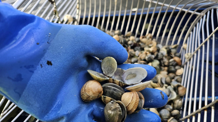 Marisco muerto en la ría de Noia