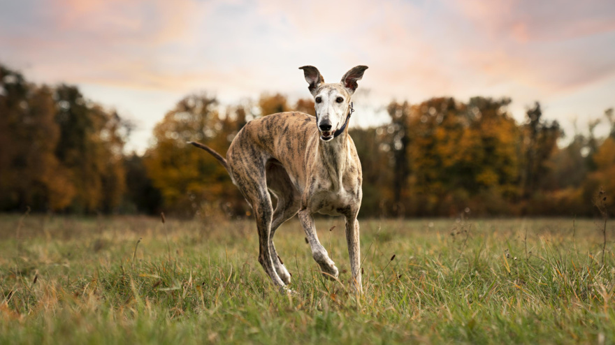El podenco revela su doble cara: de incansable cazador a perfecto perro de familia