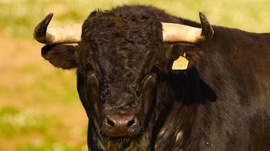 Novillo de Osborne para Lucena