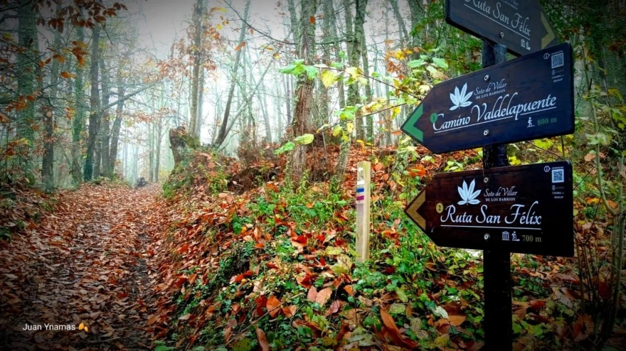 El Bierzo estrena la 'Senda del bosque', una nueva ruta en el corazón del Soto de Villar de los Barrios