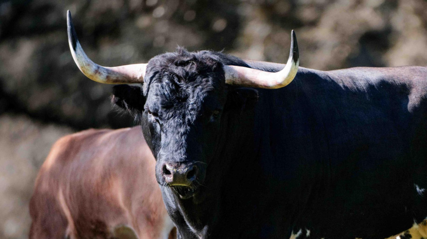 Los toros de Dolores Aguirre para Las Ventas
