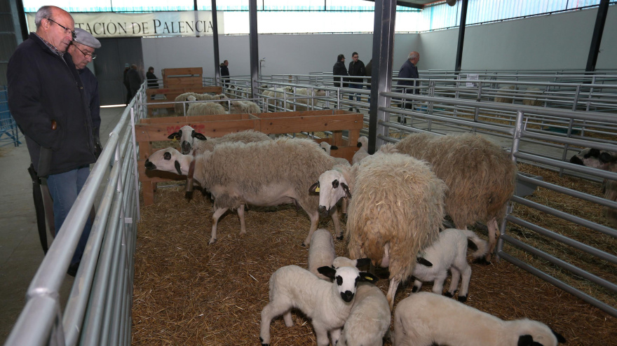Feria organizada por Anche (Asociación nacional de criadores de ganado ovino selecto de raza Churra), que se desarrolla en el Mercado Comarcal de Allende el Río de Palencia