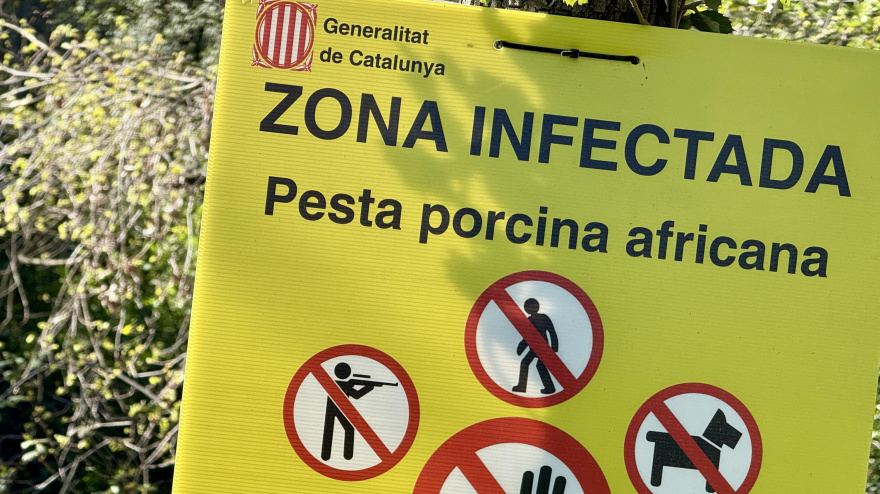 Los Mossos blindan los bosques en Semana Santa para frenar la peste porcina
