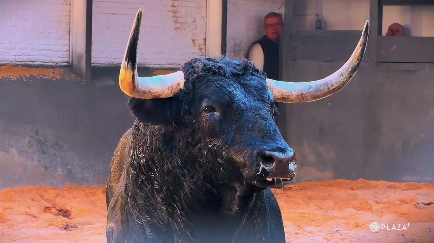 Uno de los toros de Martín Lorca en los corrales de Las Ventas