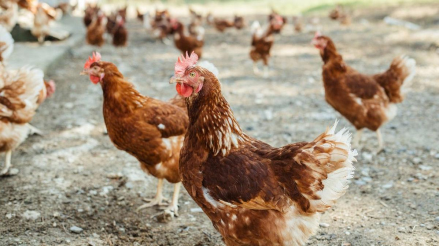 GALLINAS LIBERADAS PORTADA