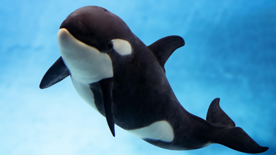 Loro Parque está de enhorabuena, Teno ha cumplido un año