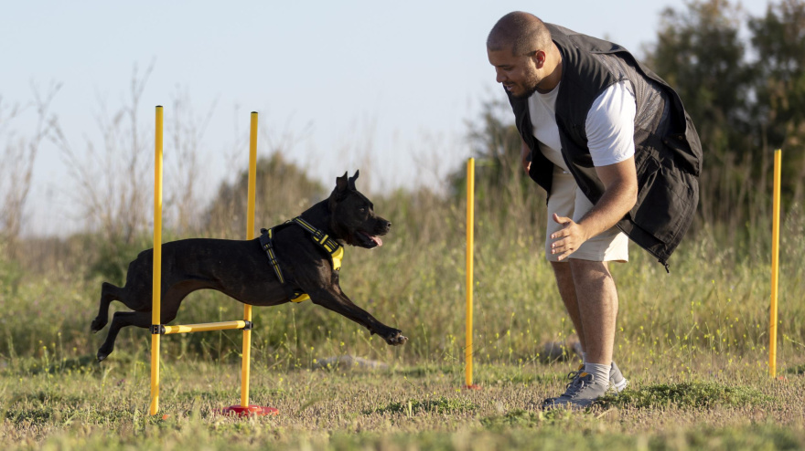 Un experto canino español viaja a Colombia y destapa la sorprendente realidad de sus perros