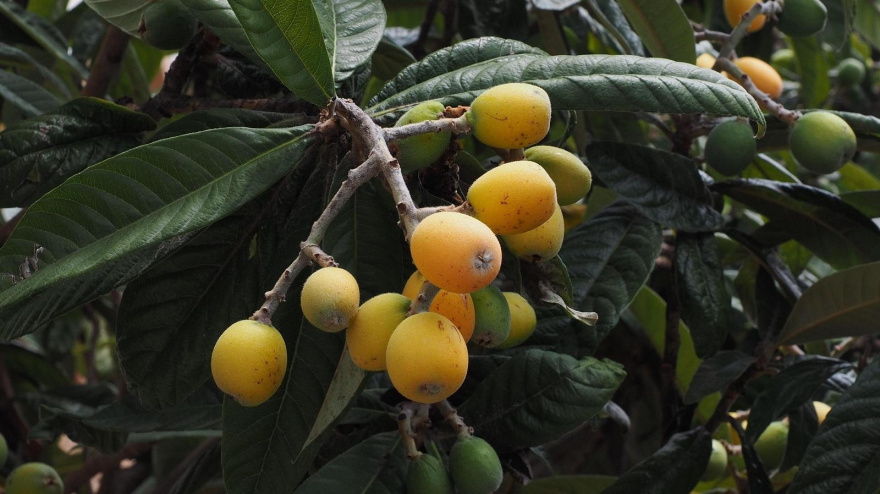 Otívar se viste de fiesta para celebrar el Día de la Níspola