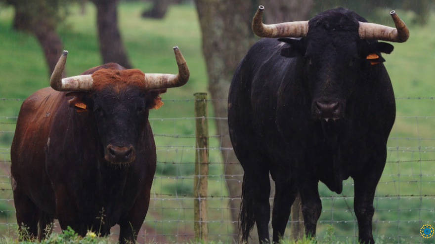 Los toros de Palha para Las Ventas