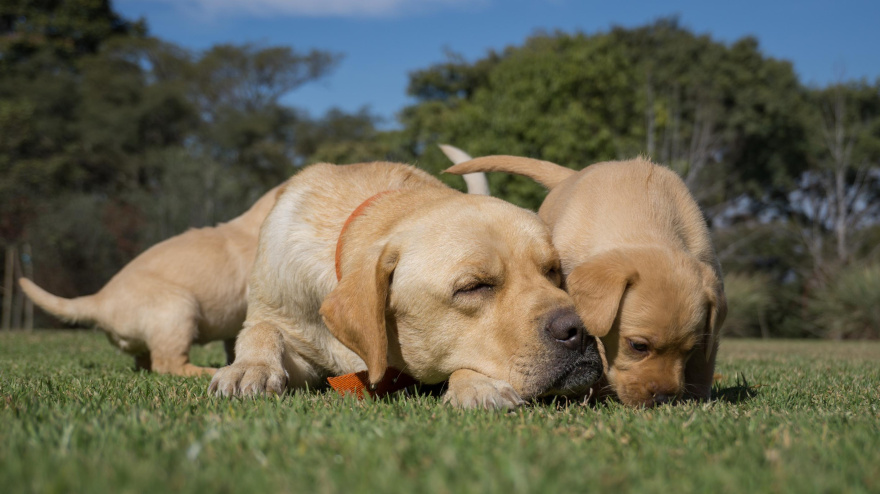 Los errores más comunes al juntar un cachorro con un perro adulto