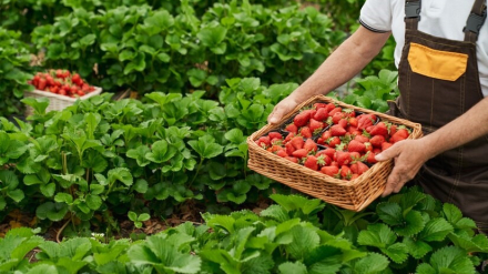 Persona recolectando fresas