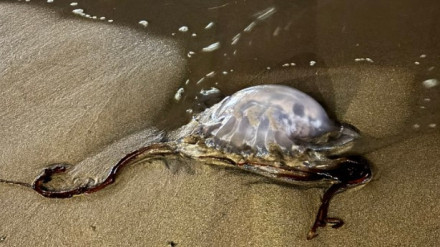 Ejemplar de 'rhizostoma luteum'