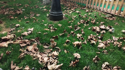 Hojas caídas en otoño