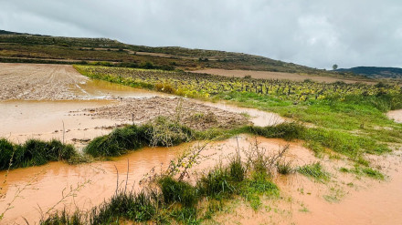 Pérdida de la cosecha de patata de siembra en los Valles de Valdelucio y el Tozo, en Burgos