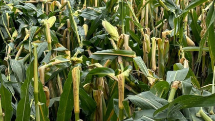 Plantas de maíz rotas por la fuerza del viento del Kirk