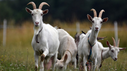 Cabras de un rebaño del Pirineo
