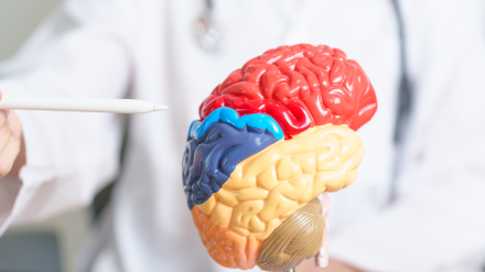 El cerebro, uno de los órganos más apasionantes del cuerpo humano