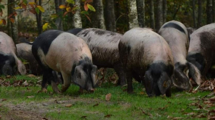 El cerdo se alimenta de bellotas, castañas y de restos de la producción agrícola